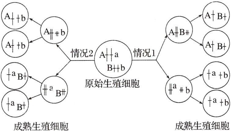 成熟生殖细胞成熟生殖细胞