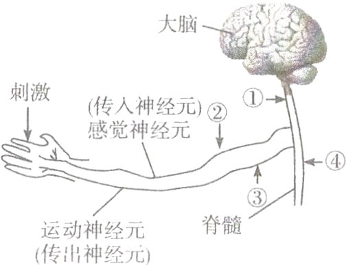 脊髓运动神经元传出神经元