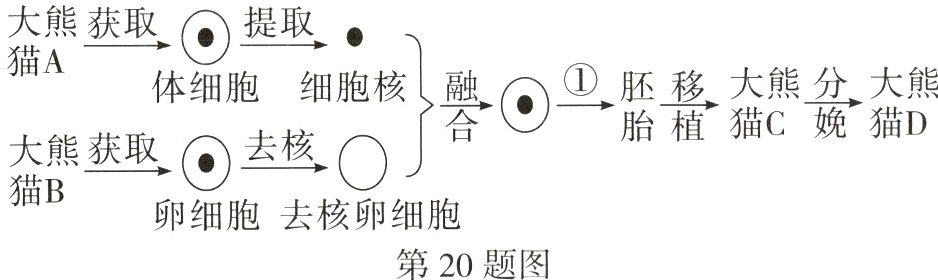 卵细胞去核卵细胞第20题图
