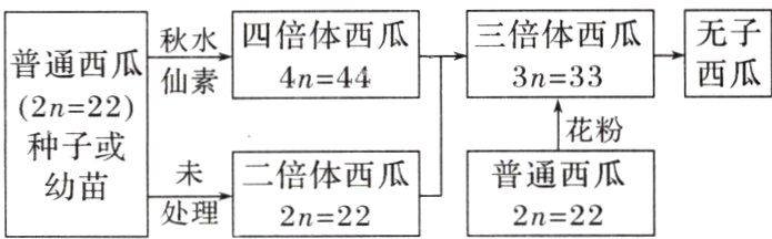 幼苗处理2n222n22