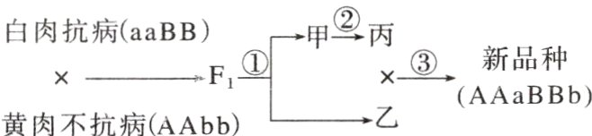 FAAaBBb黄肉不抗病AAbb
