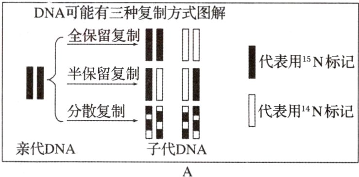 亲代DNA子代DNA