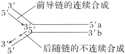 后随链的不后随链的不连续合成5′