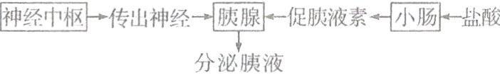 神经中枢→传出神经→欧贮促腴液素小肠盐酸分泌胰液