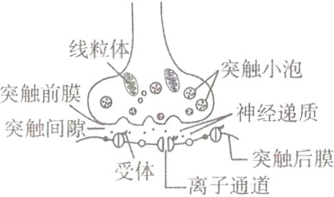 突触后膜离子通道