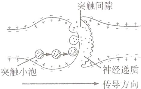 突触小泡传导方向