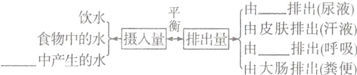 由一排出呼吸由大肠排出粪便