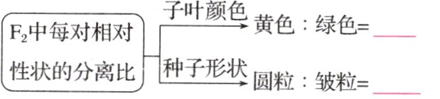 性状的分离比种子形状圆粒;皱粒