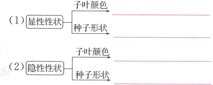 2隐性性状种子形状