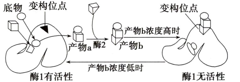 产物b浓度低时酶1无活性酶1有活性