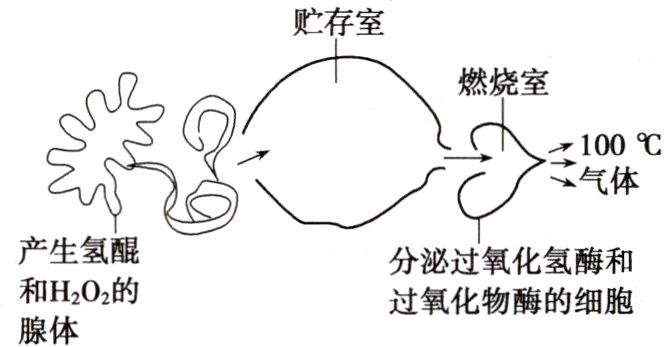 和H202的过氧化物酶的细胞腺体