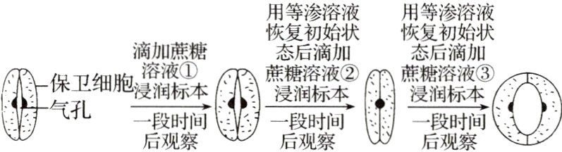 气孔一段时间一段时间后观察后观察