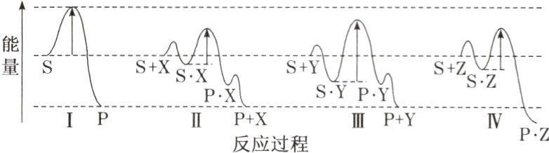 PZIIP+XIPIIIP+Y反应过程