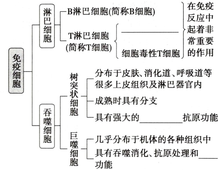 具有吞噬消化抗原处理和功能