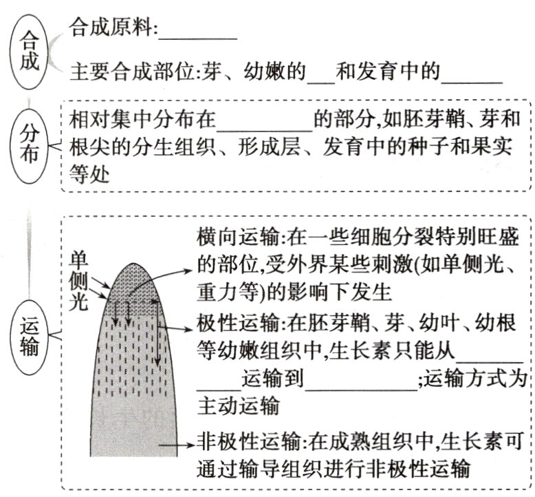 通过输导组织进行非极性运输