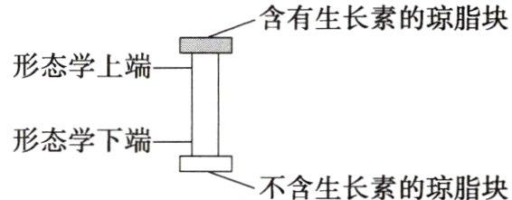 形态学下端不含生长素的琼脂块