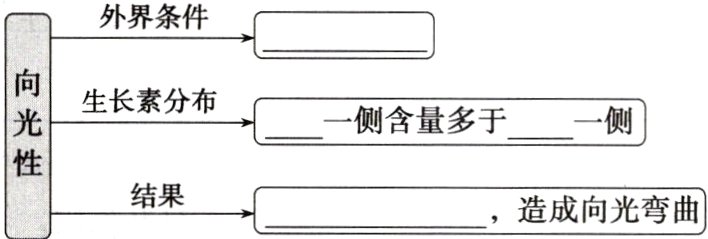结果造成向光弯曲
