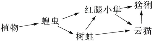 植物蝗虫树蛙云猫