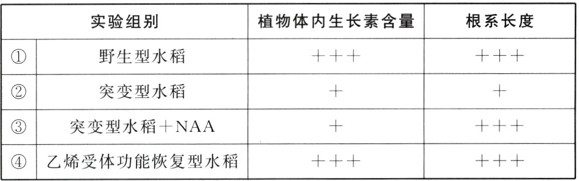 乙烯受体功能恢复型水稻