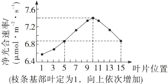 13579111315叶片位置枝条基部叶定为1向上依次增加