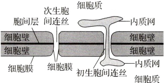细胞膜细胞膜初生胞间连丝细胞质