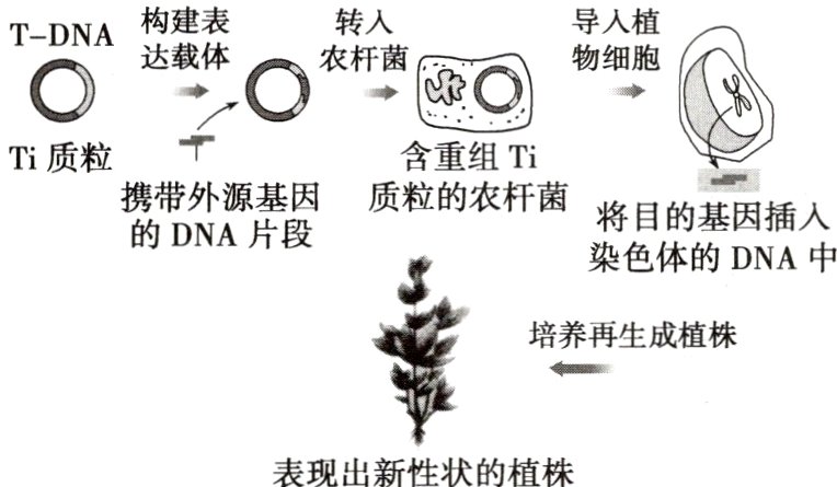 表现出新性状的植株