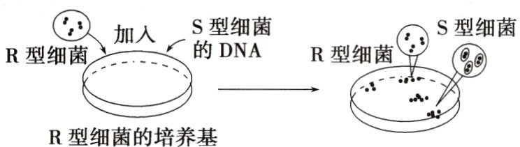 R型细菌的培养基