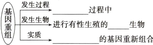 组实质的基因重新组合