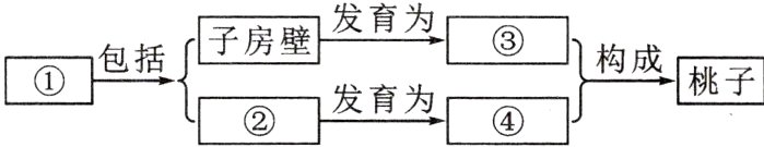 构成桃子包括②发育为④