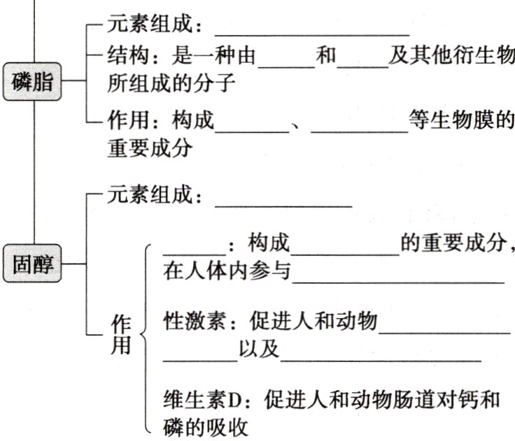 维生素D促进人和动物肠道对钙和磷的吸收