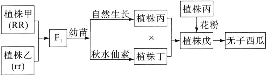 秋水仙素植株乙植株丁rr