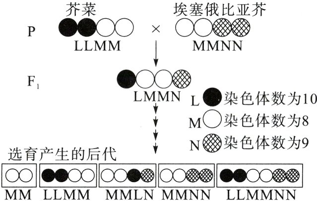 MMLLMMMMLNMMNNLLMMNN