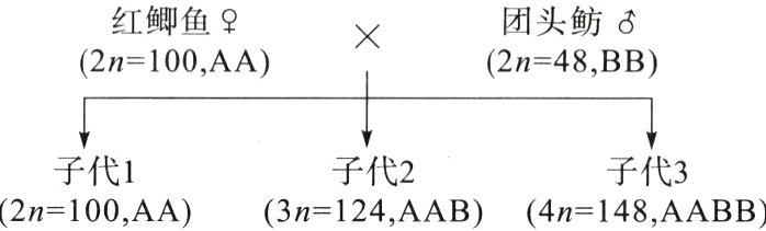 子代1子代2子代32n100AA3n124AAB4n148AABB