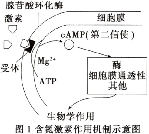 生物学作用图1含氮激素作用机制示意图