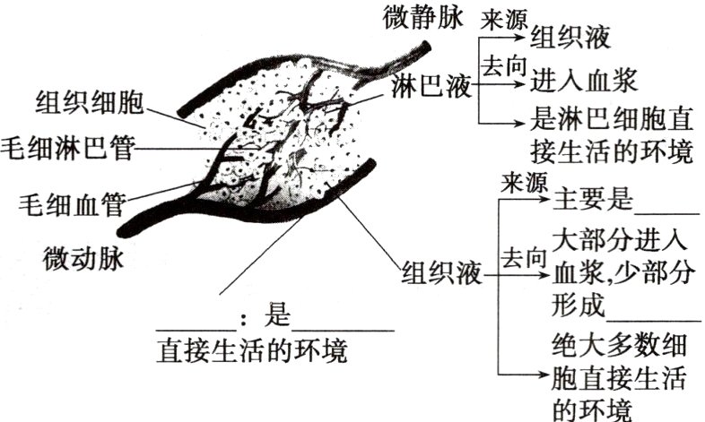 胞直接生活的环境
