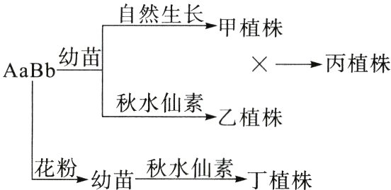 花粉幼苗秋水仙素丁植株