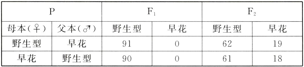 早花野生型611890
