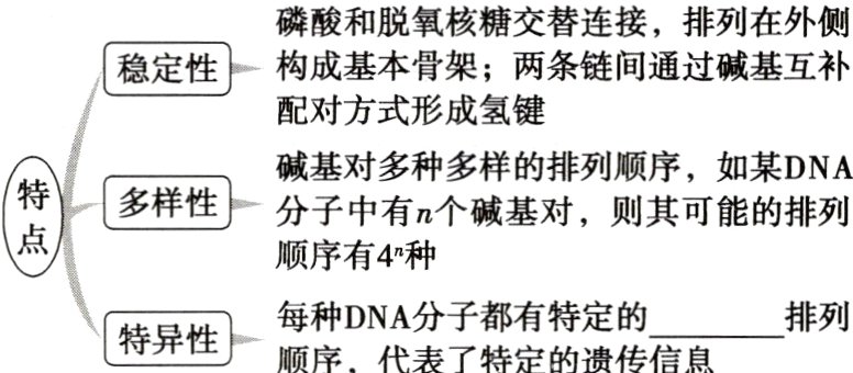 每种DNA分子都有特定的排列特异性顺序代表了特定的遗传信息