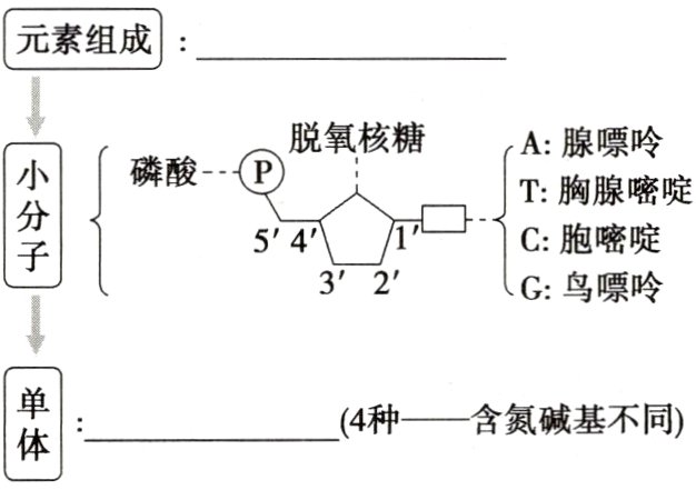 4种含氮碱基不同