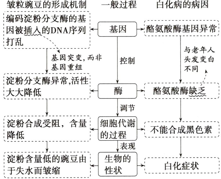 淀粉含量低的豌豆由生物的白化症状于失水而皱缩性状