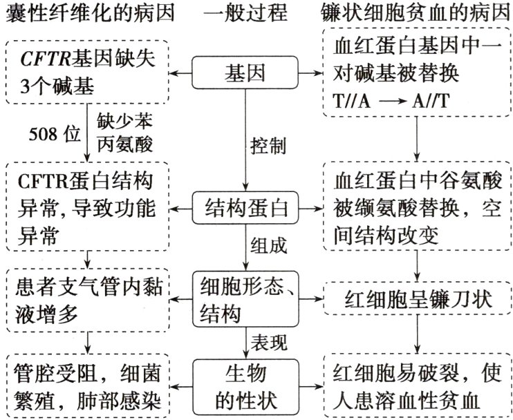 生物肺部感染的性状人患溶血性贫血繁殖