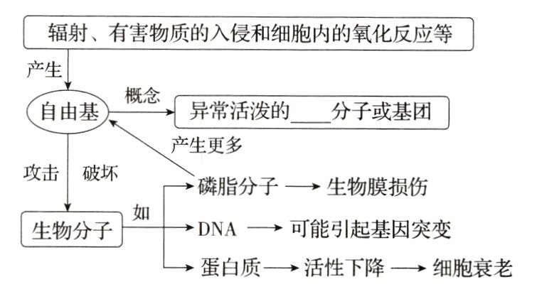 蛋白质活性下降细胞衰老