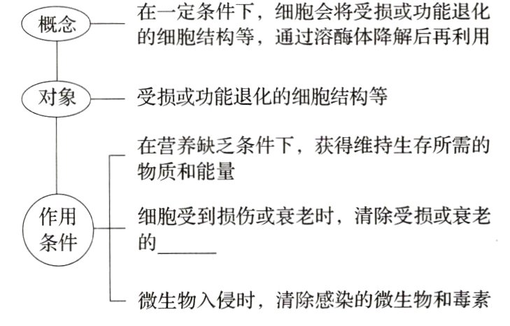 微生物入侵时清除感染的微生物和毒素