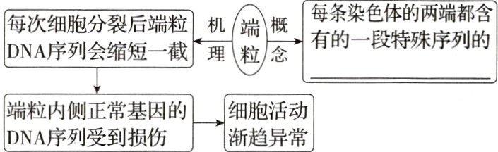 端粒内侧正常基因的细胞活动渐趋异常DNA序列受到损伤