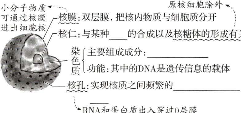亠RNA和蛋白质出入穿过0层膜