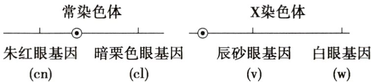 朱红眼基因暗栗色眼基因辰砂眼基因白眼基因cnclwv
