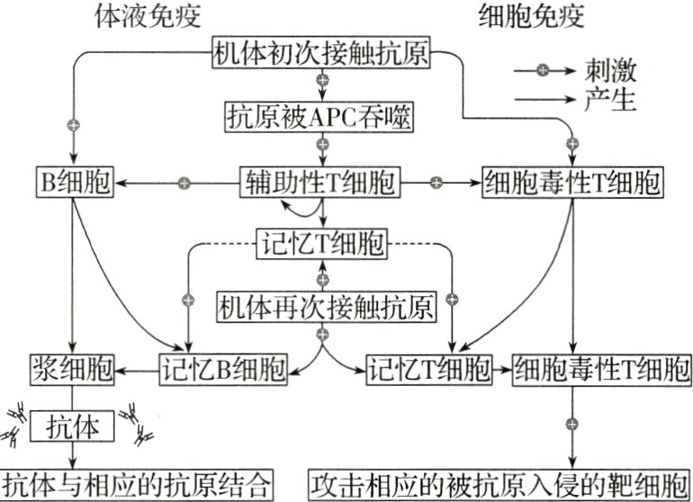抗体与相应的抗原结合击相应的被抗原入侵的靶细胞