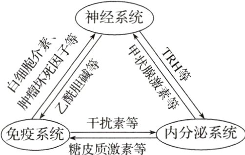 干扰素等免疫系统内分泌系统糖皮质激素等