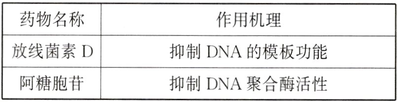 阿糖胞苷抑制DNA聚合酶活性