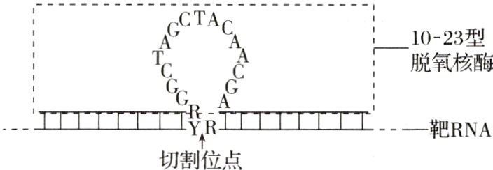 工IT匚TRT匚匚TT工靶RNA切割位点